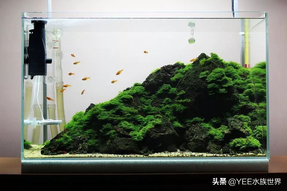 鱼平时喂饲料吃什么改善,鱼不喂饲料喂什么好养