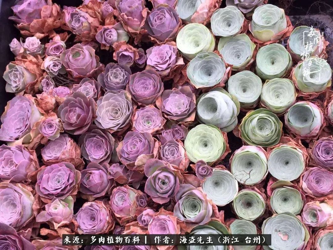 山地玫瑰养护顺口溜,山地玫瑰的养护种植注意事项视频