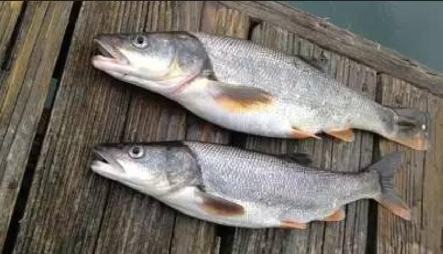 *哥涛**瞎唠：钓鱼致富痴人说梦？在这座城市有人靠钓鱼月入10万