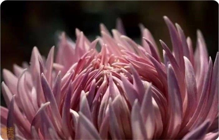 菊花100幅欣赏,菊花的十大绝美诗句