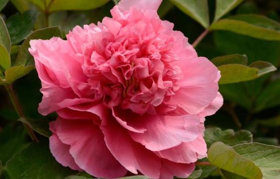 好养易活的红花花卉,红花怎么栽培盆栽