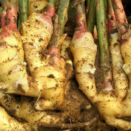 新鲜生姜可以直接晒干保存吗,怎样保存生姜还能天天吃到新鲜姜