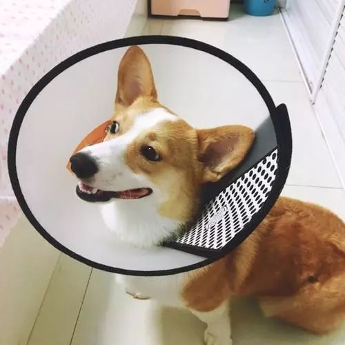 处理狗狗皮肤病的小妙招,狗狗皮肤发红是什么皮肤病