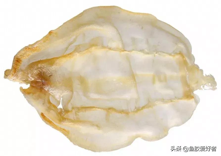 花胶怎么挑选公母,公花胶和母花胶怎样分别