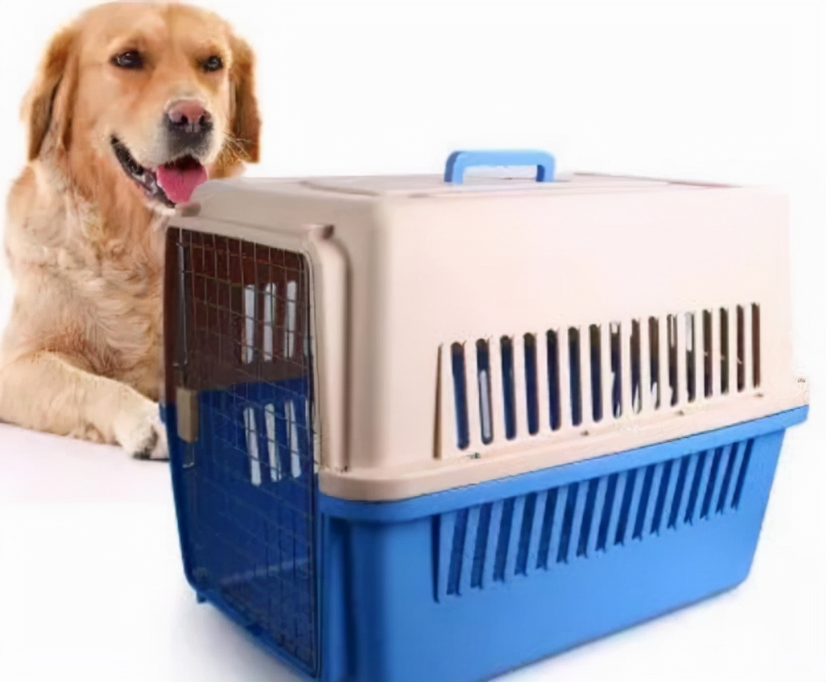 怎么运输狗狗,快递如何运送宠物狗