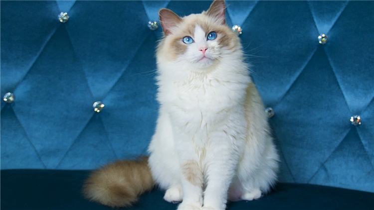 眼屎突然多且黄还粘稠怎么处理,猫咪眼屎特别多