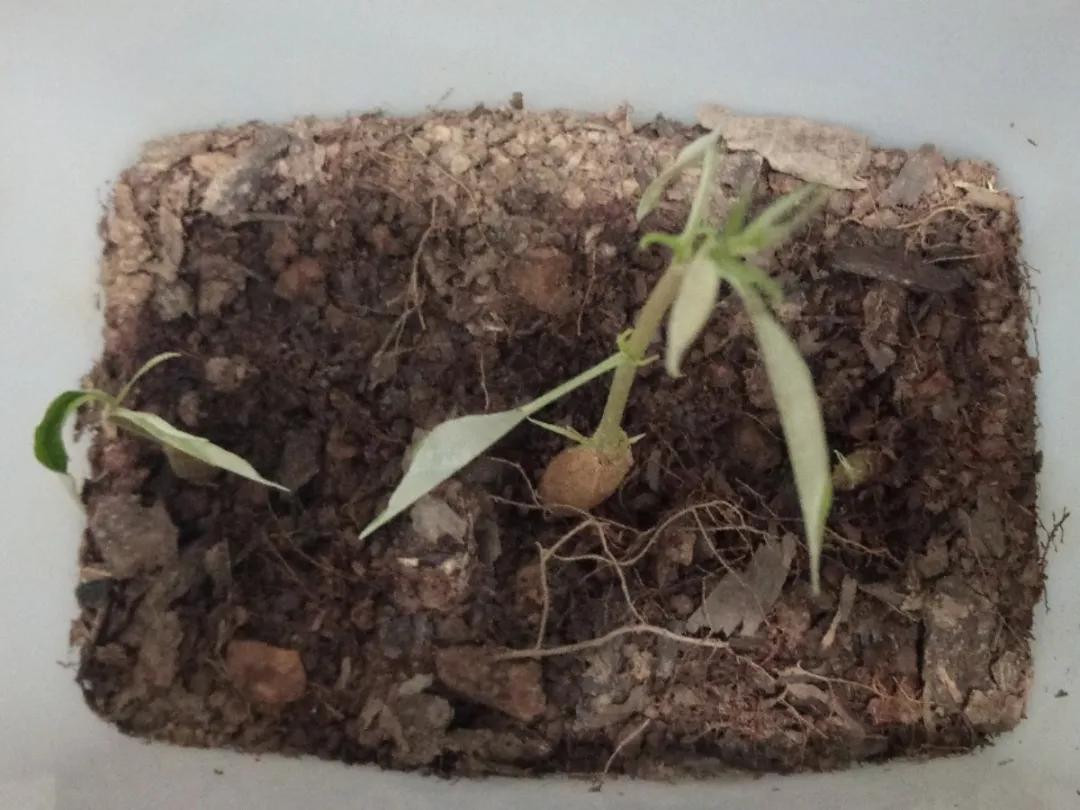 芒果核种芒果的过程,菠萝芒果核种植视频