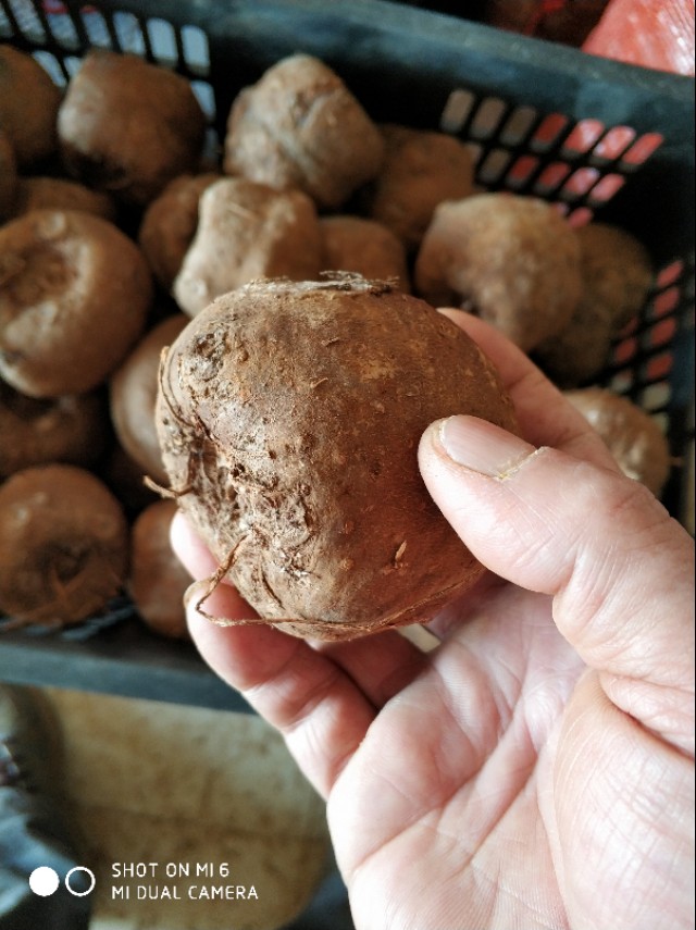 2023年魔芋种植有前景吗,魔芋的种植技术全部过程