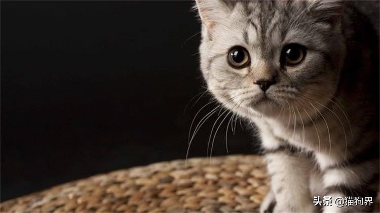 怎么驯服猫咪视频教程,驯服猫咪过程