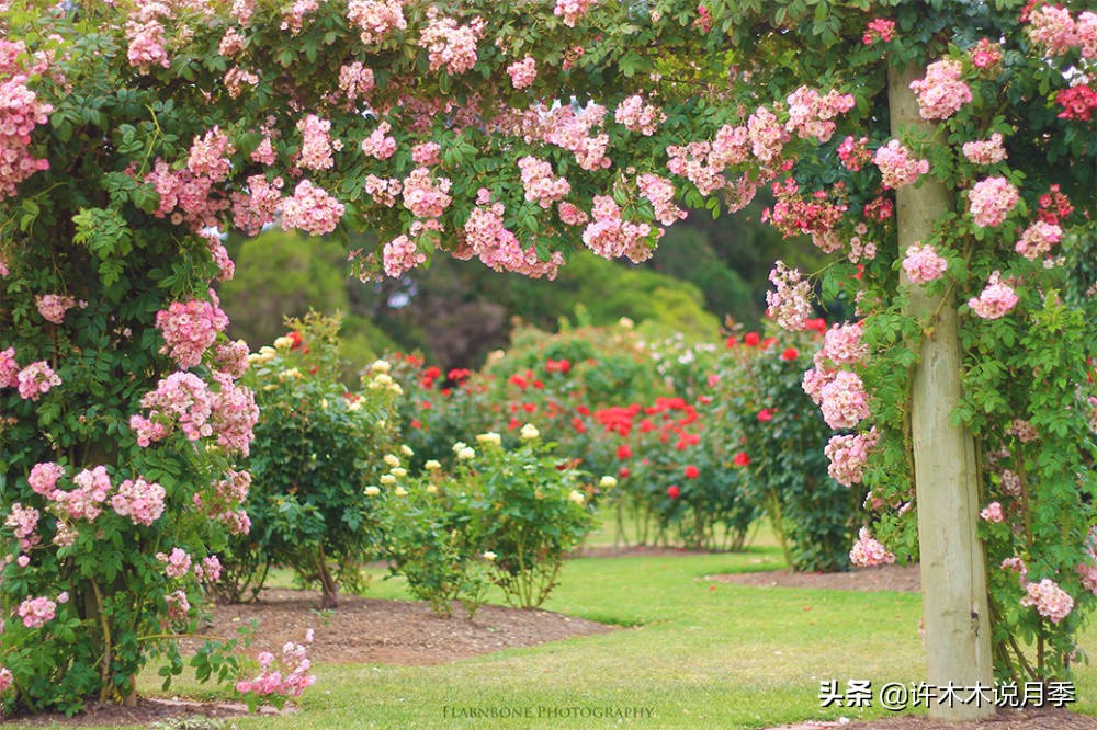 月季为什么黄叶带斑,月季浇水过多黄叶如何挽救