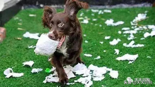 狗狗爱撕纸玩,狗狗爱撕衣服怎么办