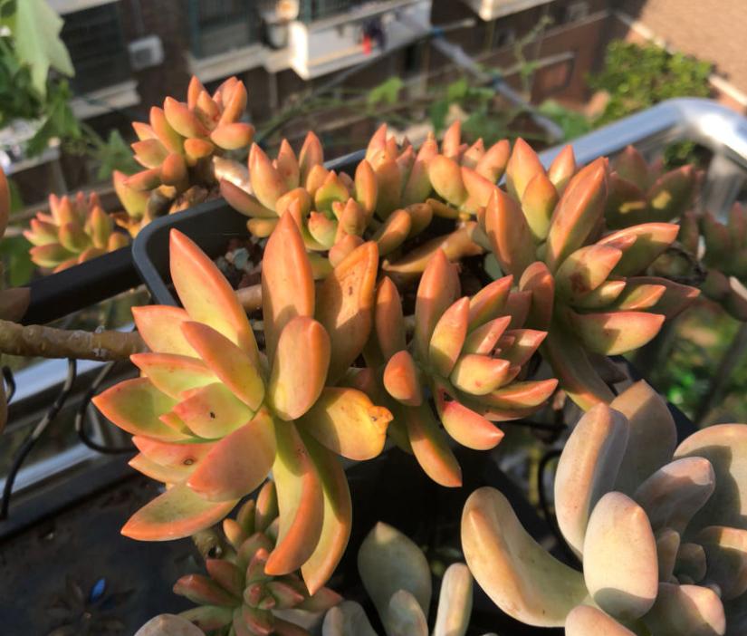 温度低多肉叶子变软,天气变冷多肉烂根掉叶怎么救