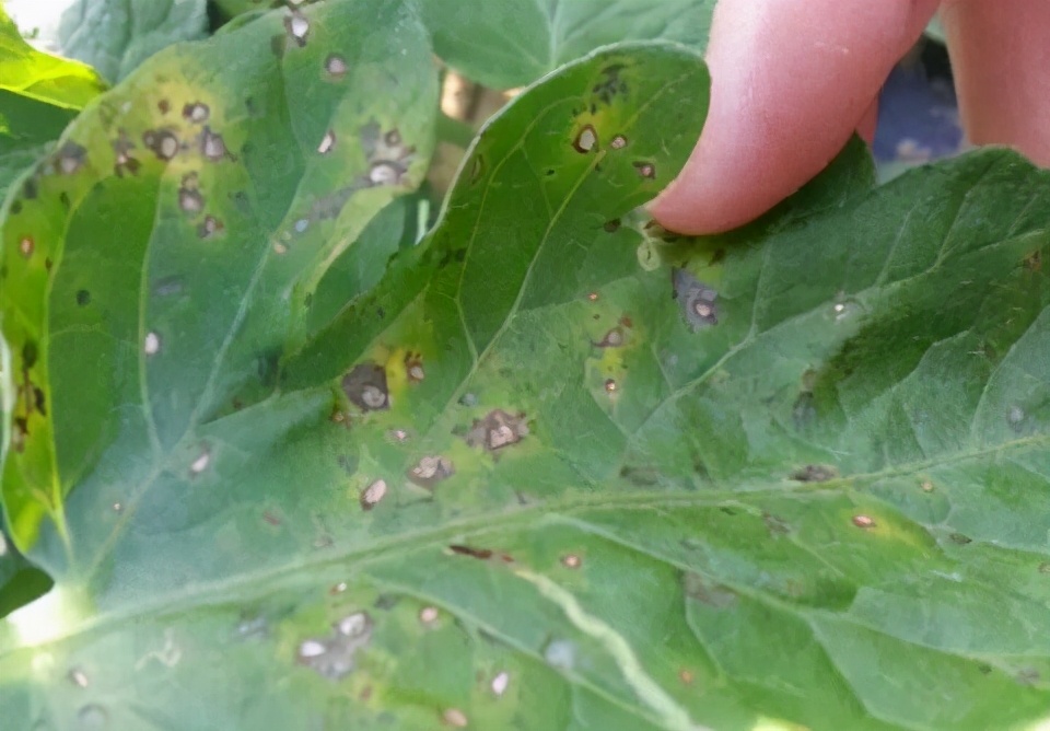 番茄溃疡用什么药效果最好,番茄溃疡治愈图片