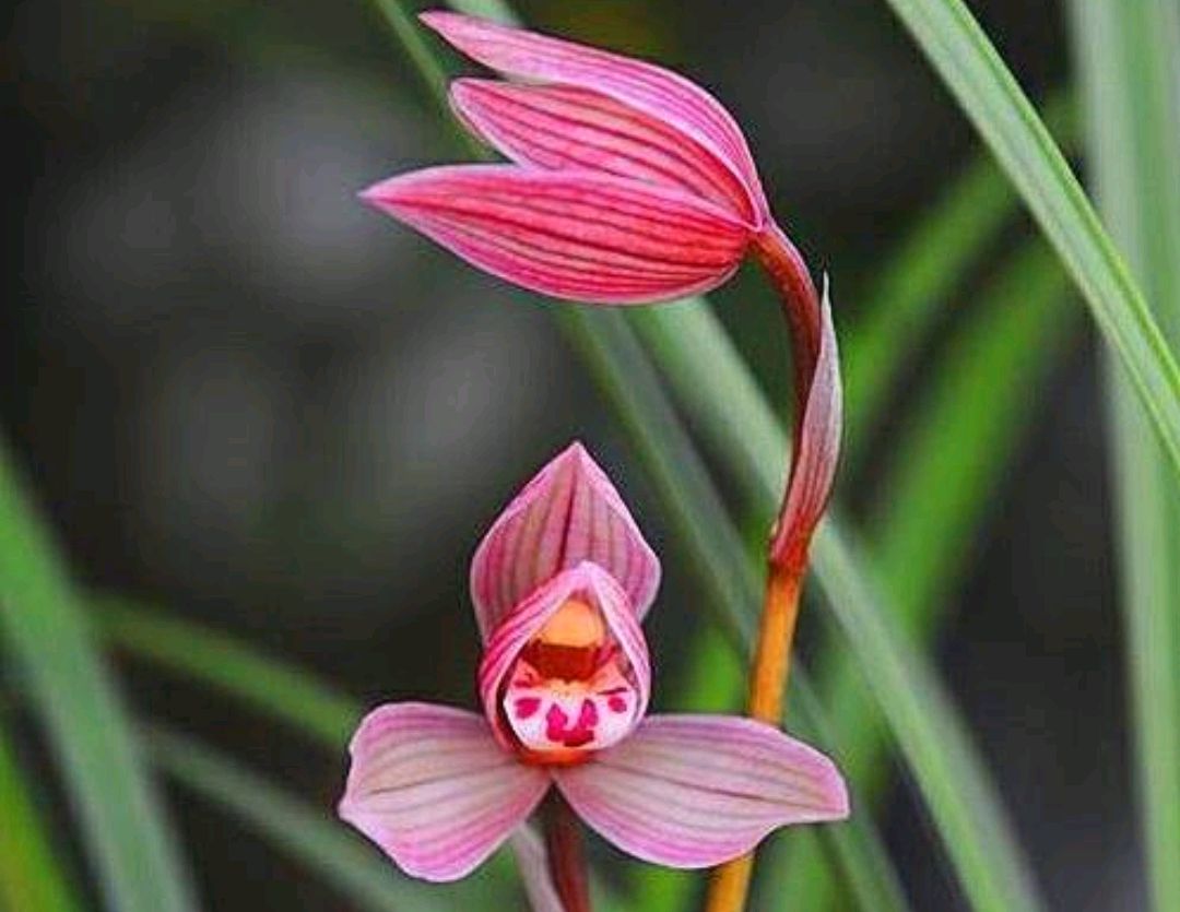 建兰花如何养护,建兰花几月份开花