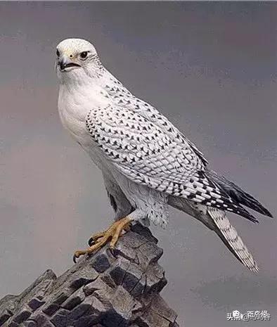 各国国鸟国宝有哪些,各国国鸟大小排名