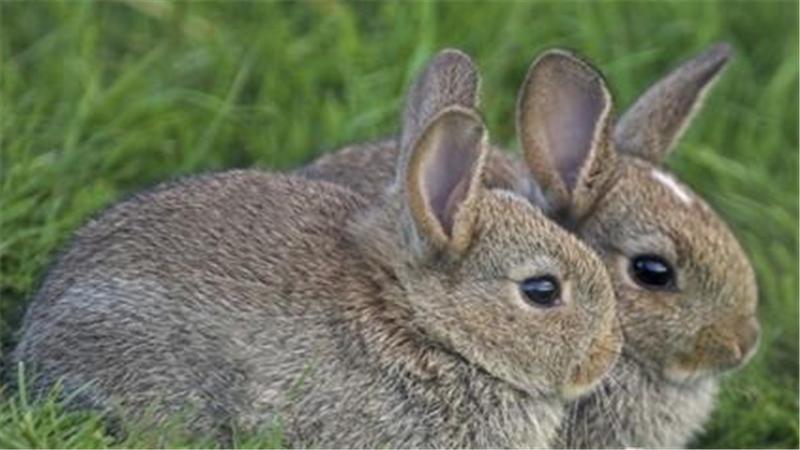 幼兔怎么养大,幼兔怎么养才能养活