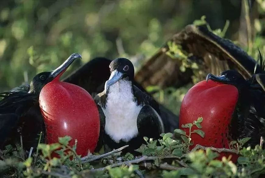 军舰鸟是真的吗,军舰鸟最怕什么动物
