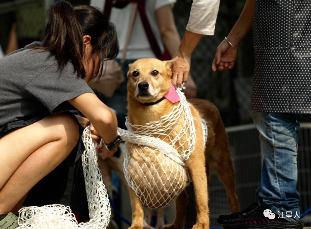流浪狗得肿瘤,流浪狗得肿瘤被主人遗弃