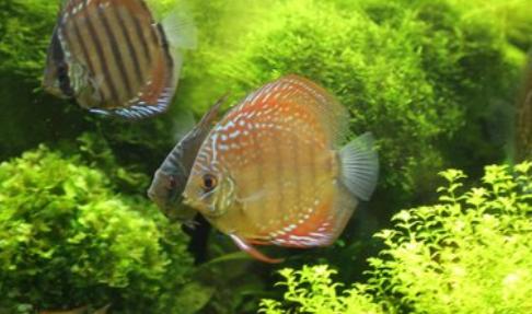 观赏鱼最怕得什么病该怎样补救,观赏鱼常见病症及应对措施