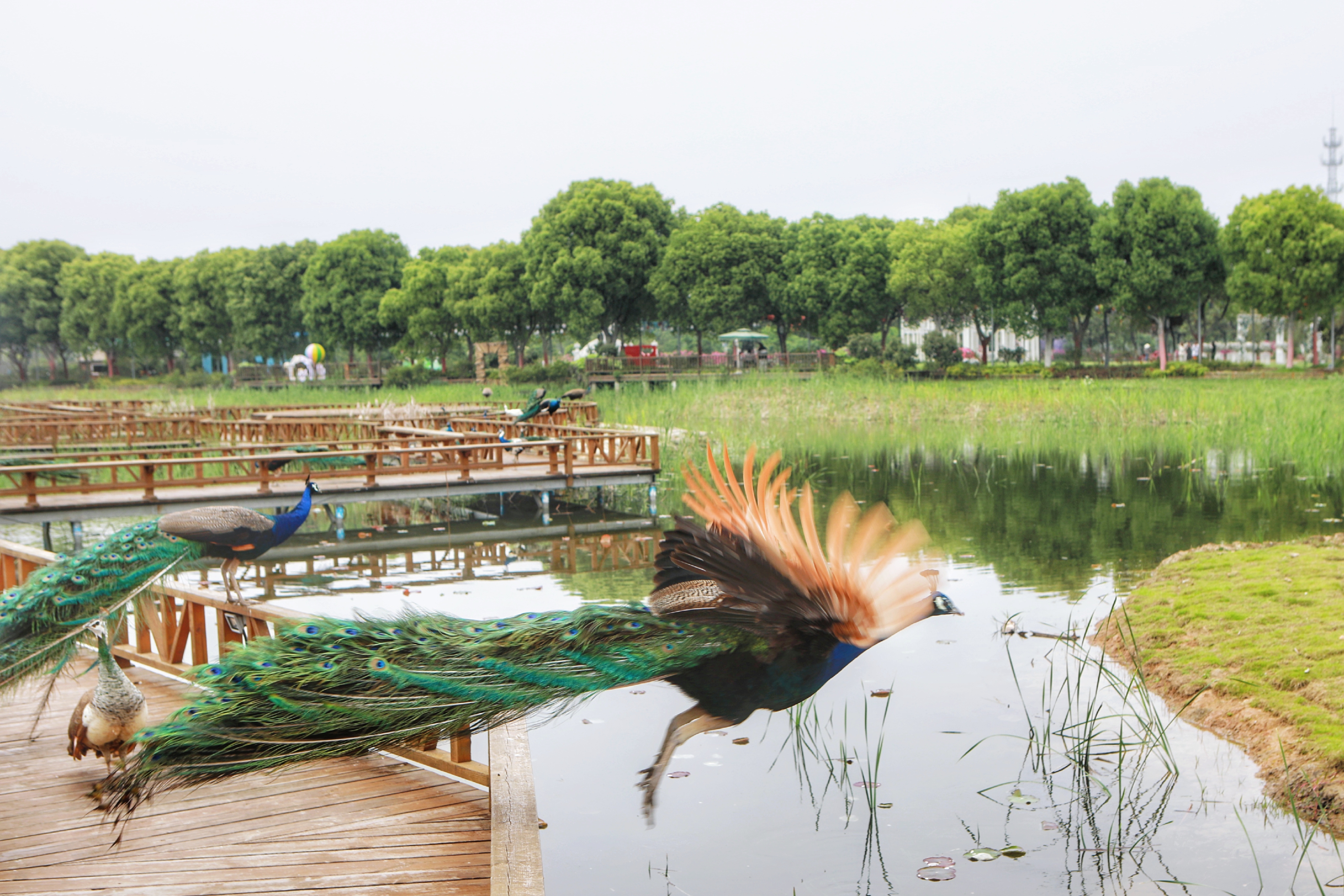 长三角湾区,有个深藏闺中的苏州太湖新城,被看作是未来之城