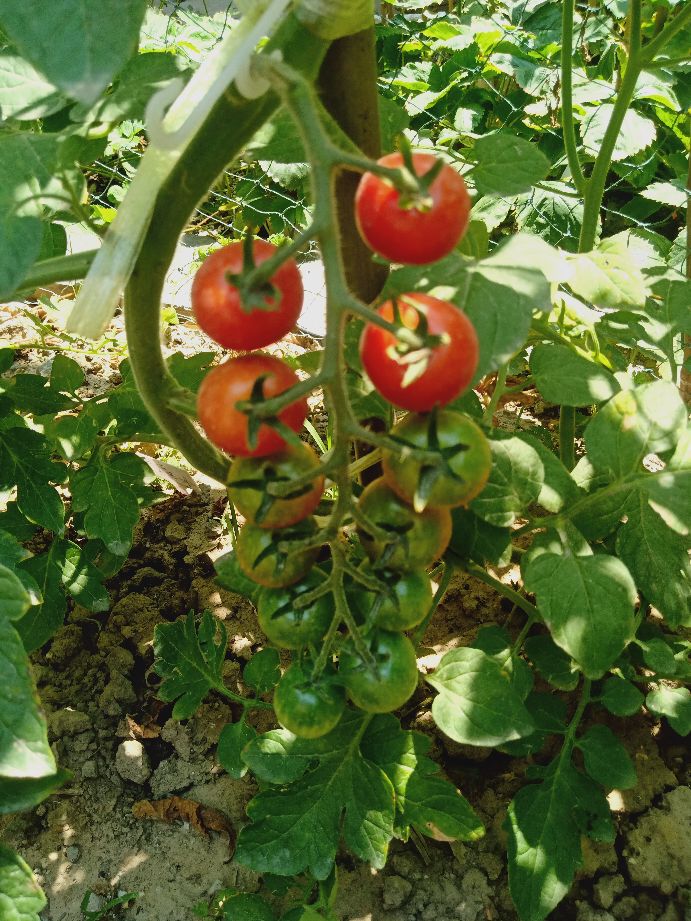 樱桃番茄最好的颜色,樱桃番茄挑选