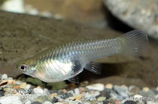 无需加热棒的大型鱼,不需加热棒又好看的鱼