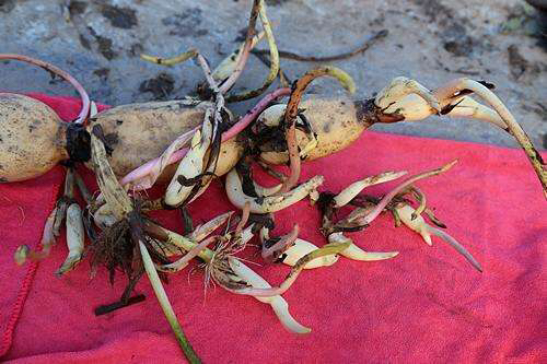 庭院养殖荷花怎么才能开花,有院子养什么花