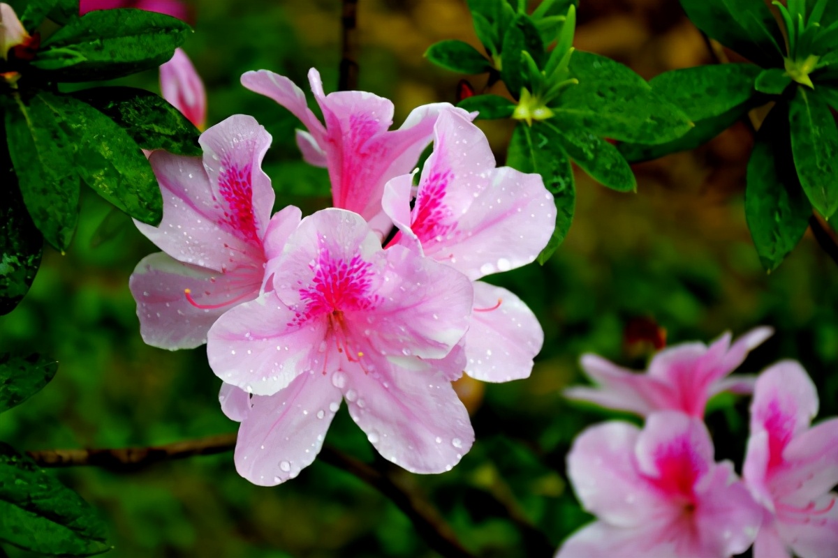 养了一个月的杜鹃花蔫了怎么办,在干燥的北方室内如何养杜鹃花