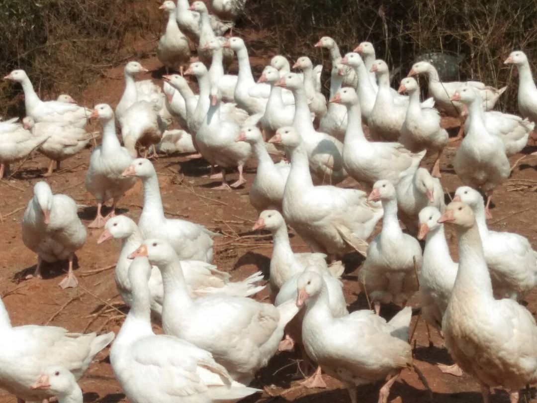 四千只河滩散养大鹅滞销,神政桥卖鸡鸭