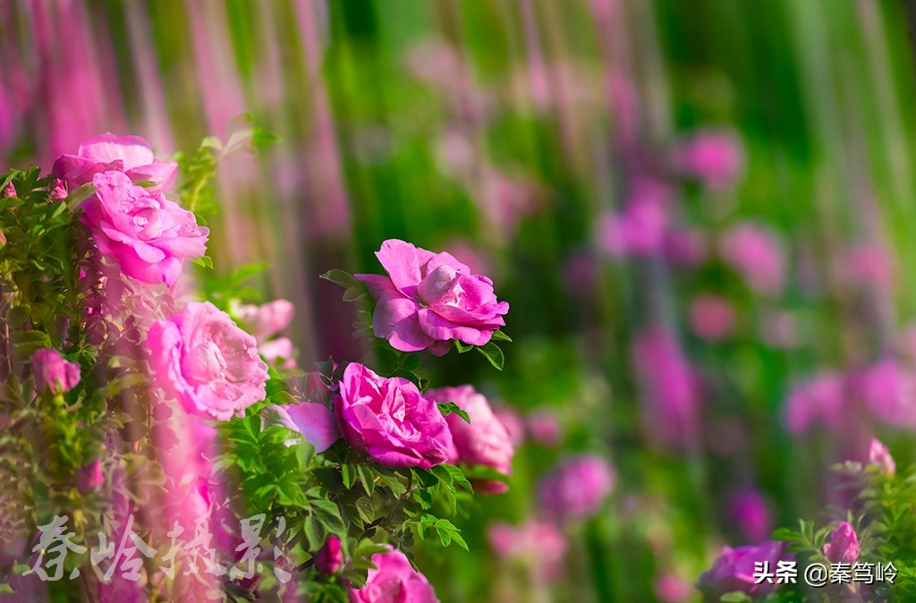 五月玫瑰花期,五月玫瑰盛开时