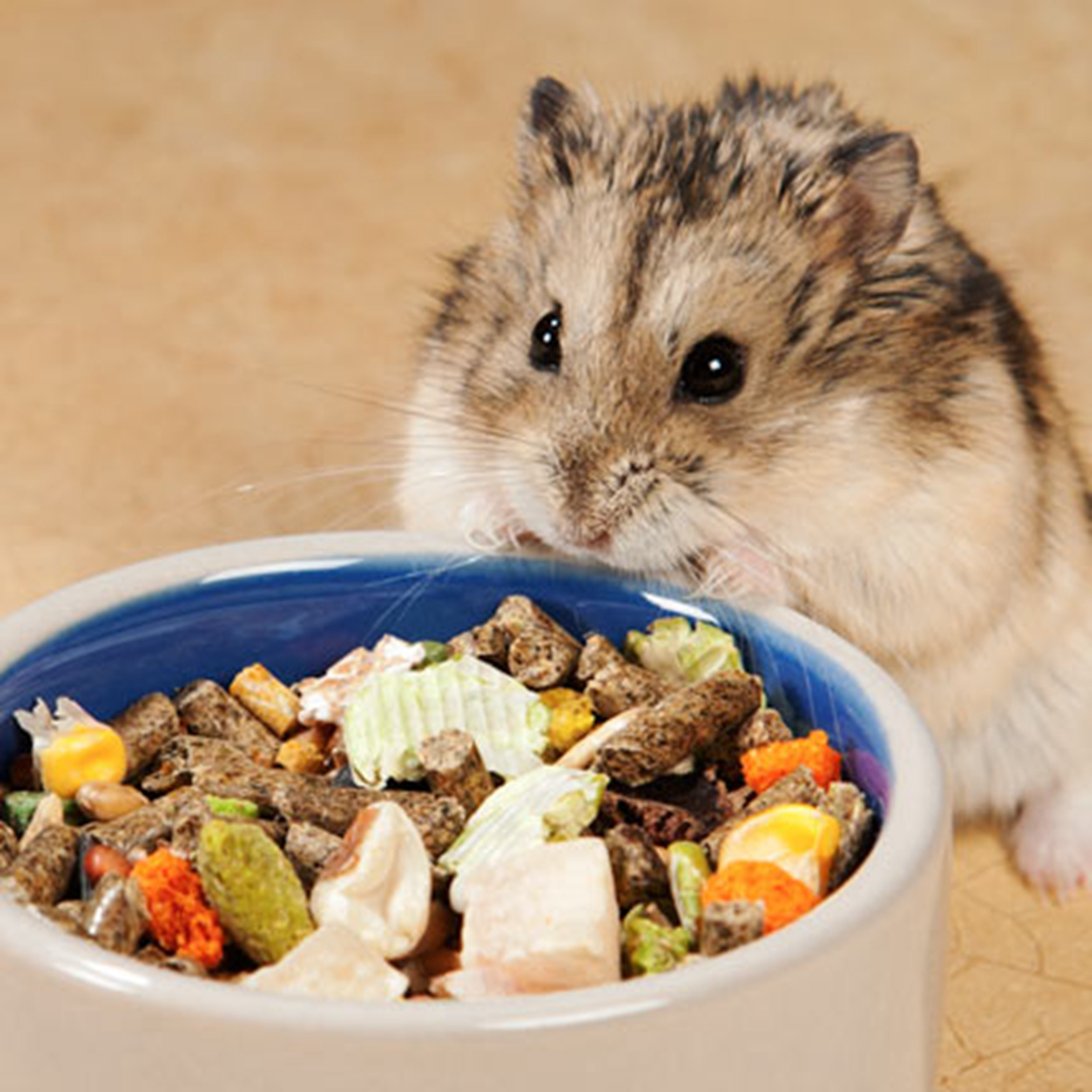 主人给小仓鼠们做饭吃,主人给仓鼠喂东西视频