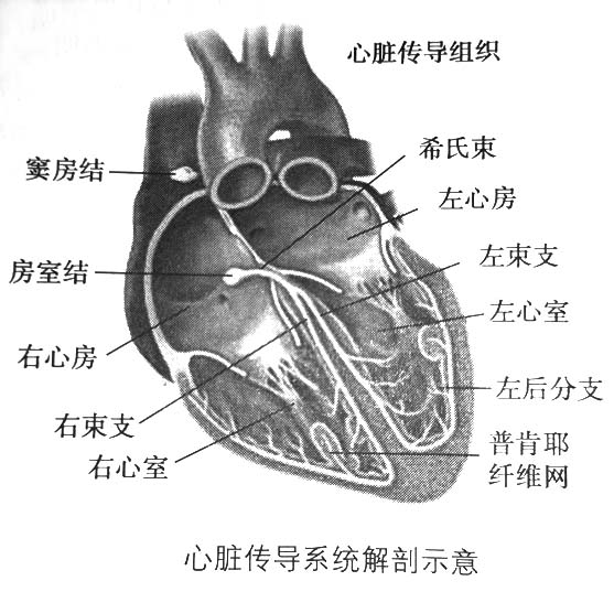 什么容易引起房室传导阻滞,房室传导阻滞什么病