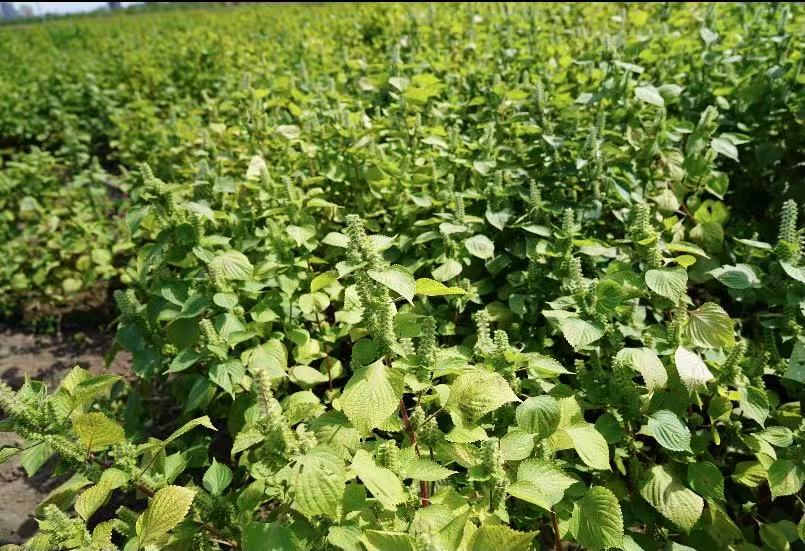 桦南紫苏种植基地在哪里,桦南紫苏简介