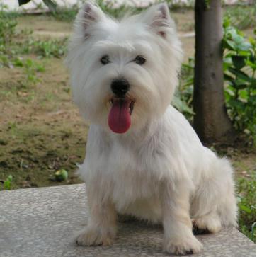 世上最罕见的狗品种图片,全世界狗品种视频