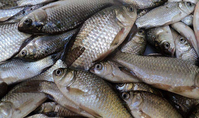 为什么自制的饵料钓不上来,自己做的饵料怎么没有鱼上钩