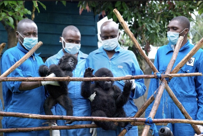 已死亡的著名大猩猩,年龄最大的大猩猩去世