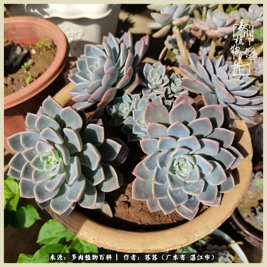 不要辜负与多肉的美好时光,多肉可以给人岁月静好的感觉