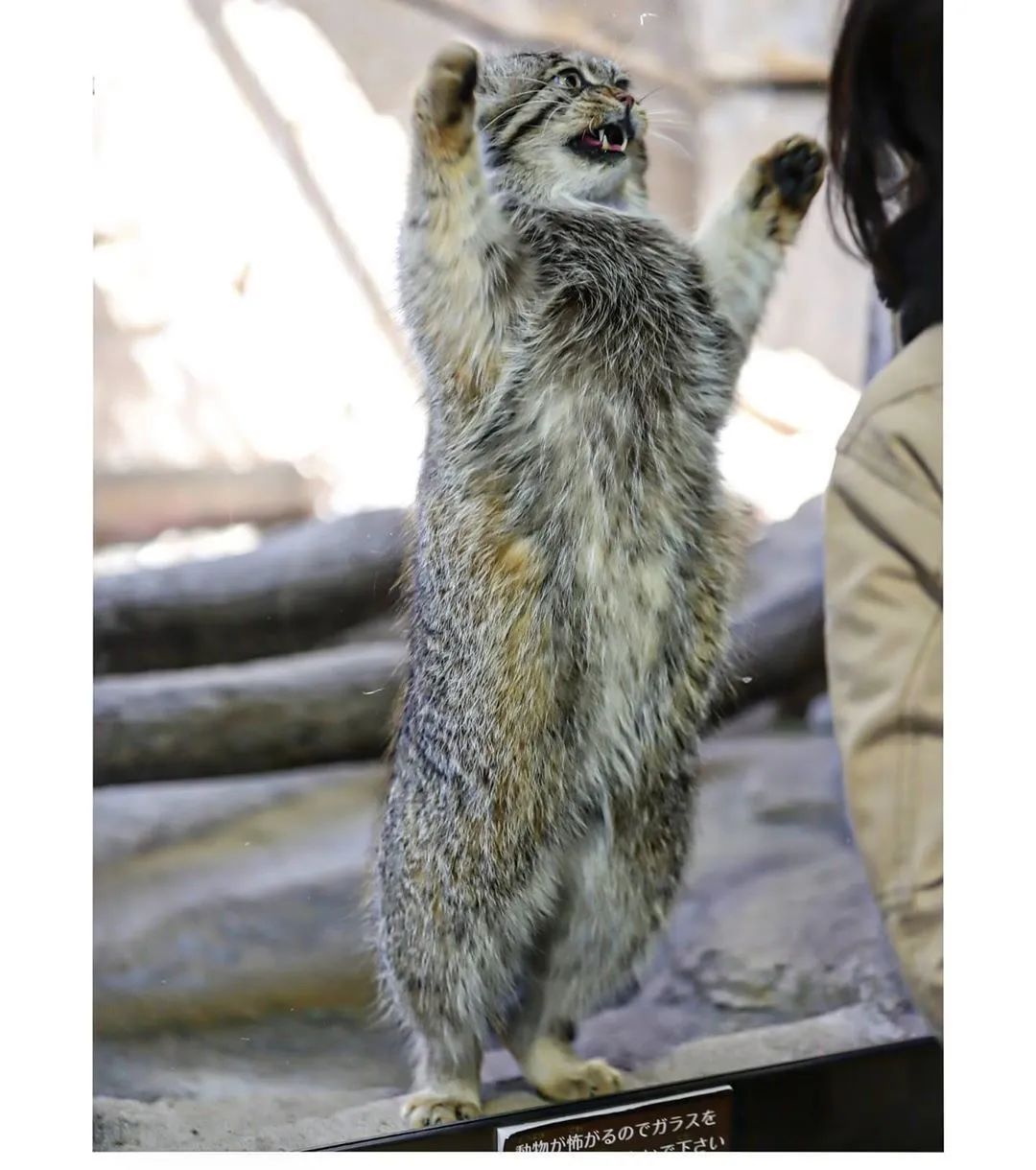 比刷花呗追星更可怕的,竟然是……