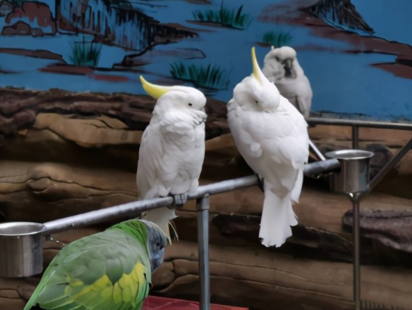 今起东北虎园大门票半价!近百种珍稀动物,带你走进现实版动物世界!