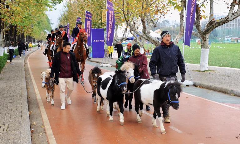 踏马滇池?百万名马乘骑等你来体验