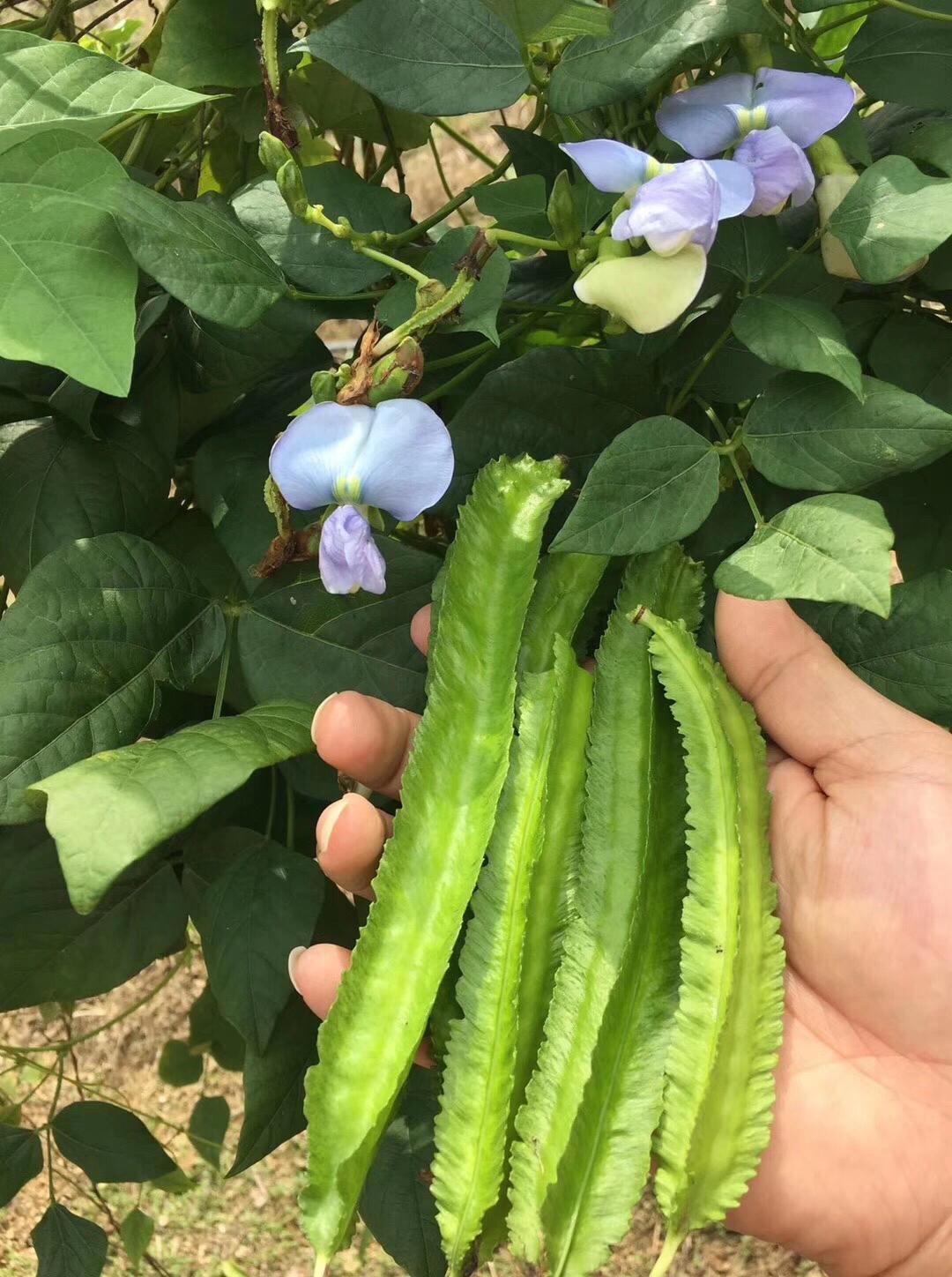 绿色的金子,绿色金子指的是什么