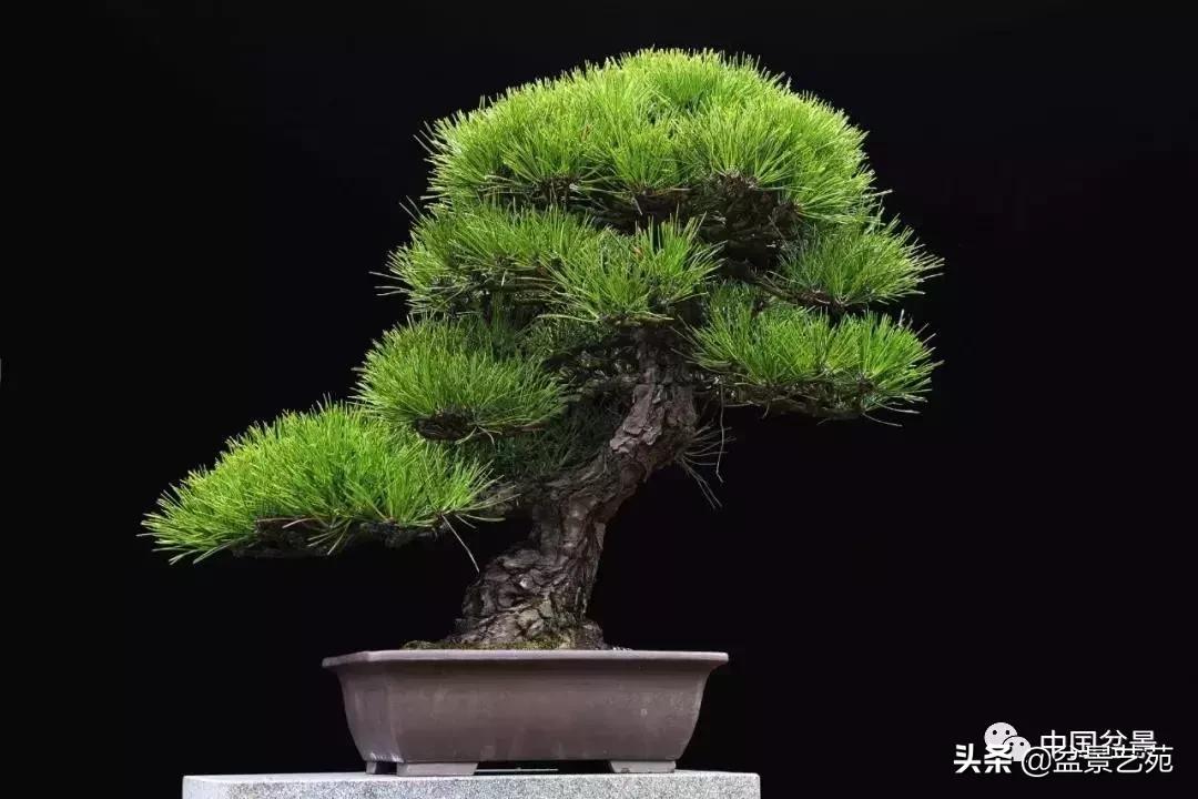 天生好养的36种盆景植物,好养的大盆景植物推荐