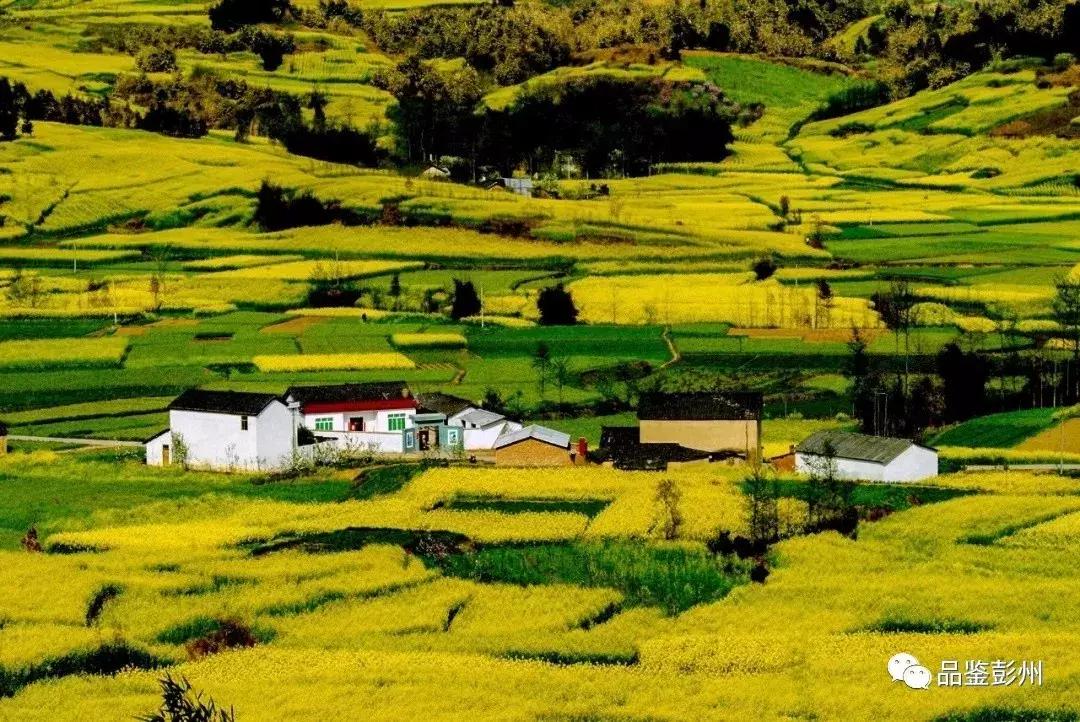 五朵金花组团出战,五朵金花齐聚的时候