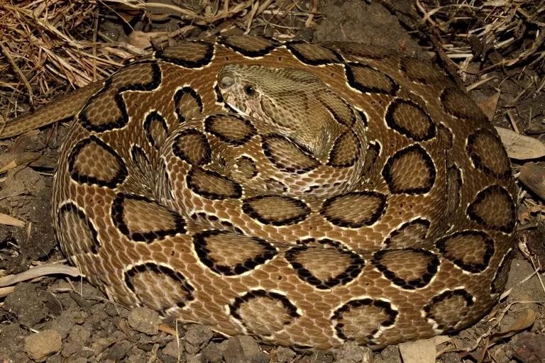 陆栖毒蛇毒性排行,毒蛇毒性分类