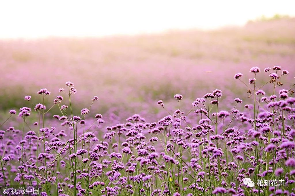 薰衣草真假精油的鉴别方法,熏衣草干花真假辨别