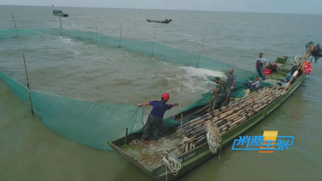 直击太湖开湖现场！鲜美湖鲜大量上市，资深吃货准备好了吗？