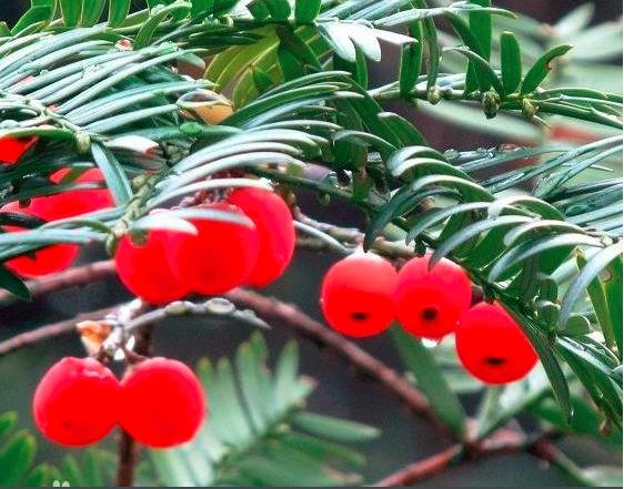 “红豆杉”是什么样子的？终于有点懂了