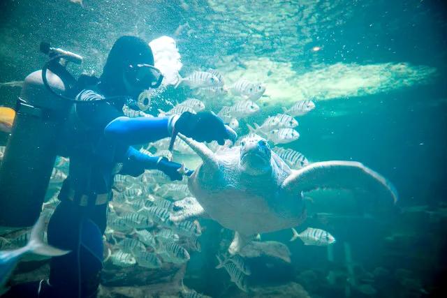 带你们看一下神奇的海底世界,高清60帧海底世界