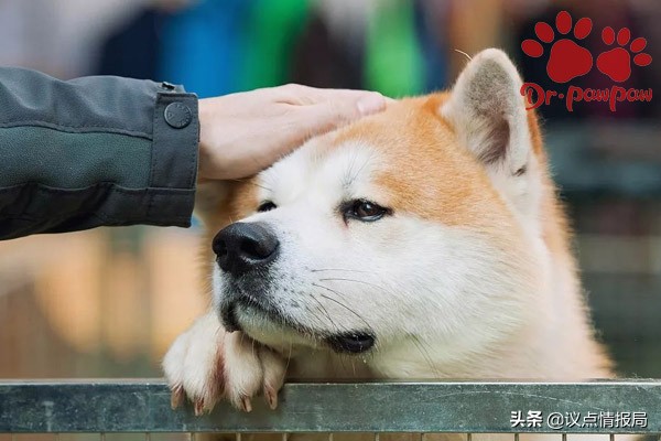 狗狗得了肾衰竭是什么原因导致的,狗狗成犬肾衰竭能治好吗