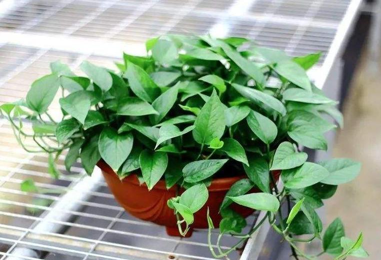 刚买的绿萝叶子黄了要怎么处理,刚买回来的绿萝老烂根怎么办